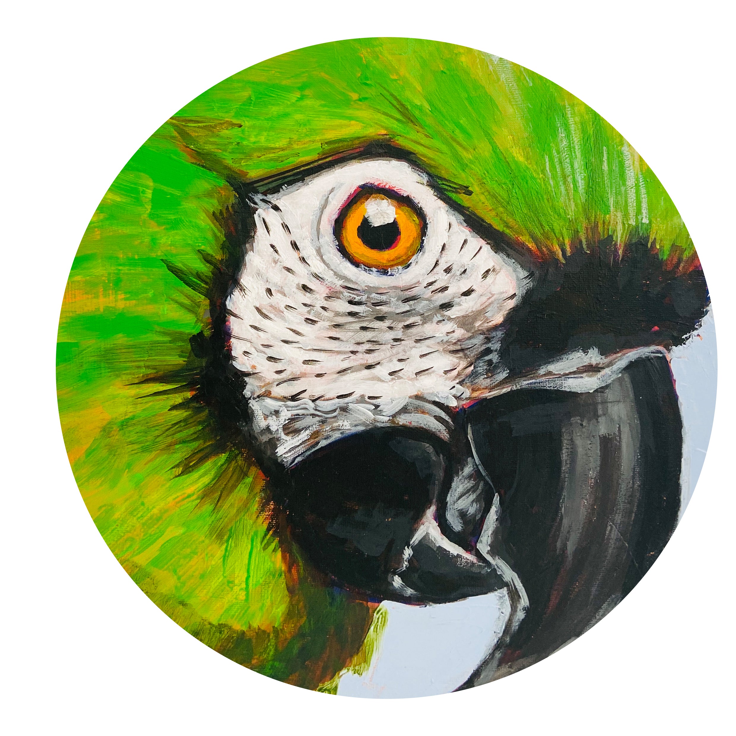 STRIKING Chestnut Fronted Macaw PAINTING Original ONE OF A KIND
