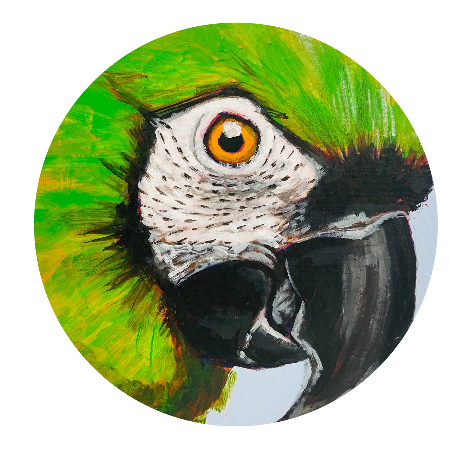 STRIKING Chestnut Fronted Macaw PAINTING Original ONE OF A KIND